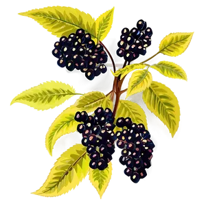 Elderberry Vector Png Pue PNG Image