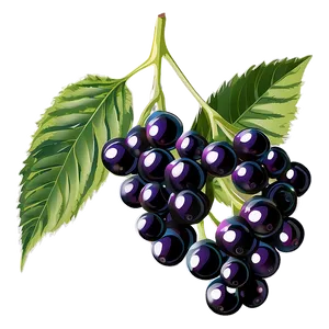 Elderberry Vector Png Wsp79 PNG Image