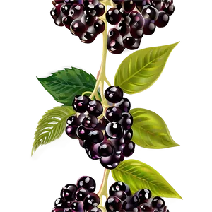 Elderberry Vector Png Xlo PNG Image