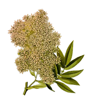 Elderflower_ Blossom_ Against_ Black_ Background PNG Image