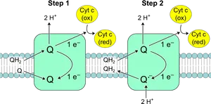 Electron Transport Chain Q Cycle PNG Image