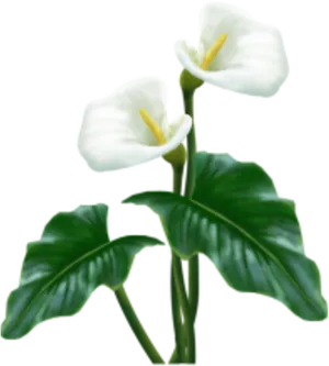 Elegant Calla Lilies Black Background PNG Image