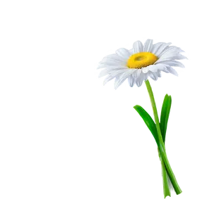 Elegant Daisy Png 19 PNG Image