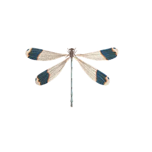 Elegant Dragonfly Black Background PNG Image