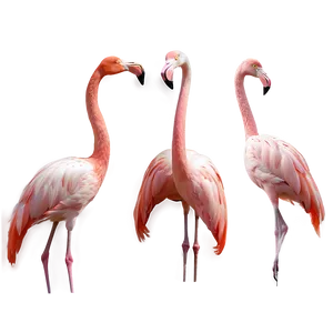 Elegant Flamingo Pose Png Lcw PNG Image