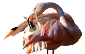 Elegant Flamingo Preening PNG Image