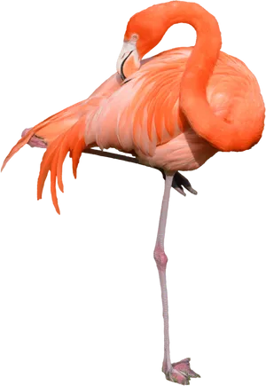 Elegant Flamingo Standing One Leg PNG Image