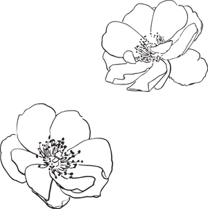 Elegant Flower Outlines PNG Image