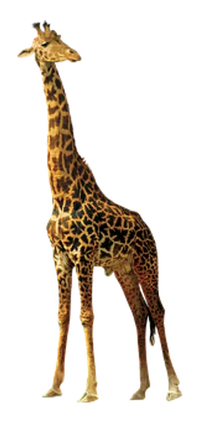 Elegant Giraffe Standing Against Black Background.jpg PNG Image