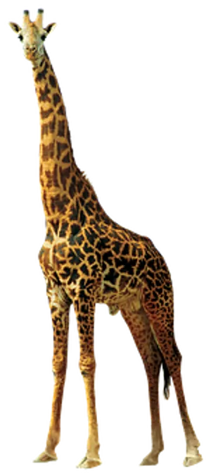 Elegant Giraffe Standing Isolated PNG Image