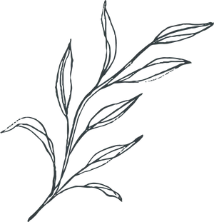 Elegant Grass Flower Sketch PNG Image