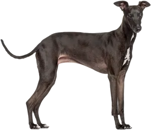 Elegant Greyhound Standing PNG Image