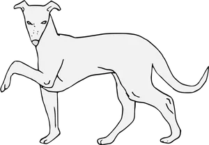 Elegant Greyhound Standing PNG Image