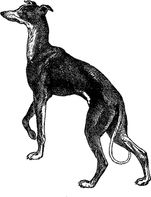 Elegant Greyhound Standing PNG Image