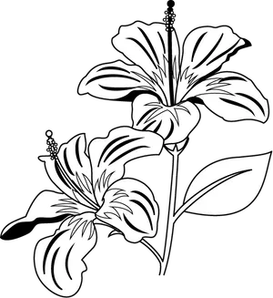 Elegant Hibiscus Floral Illustration B W PNG Image