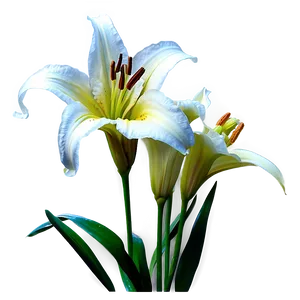 Elegant Lily Flower Png 5 PNG Image