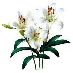 Elegant Lily Pattern Png Wjn PNG Image