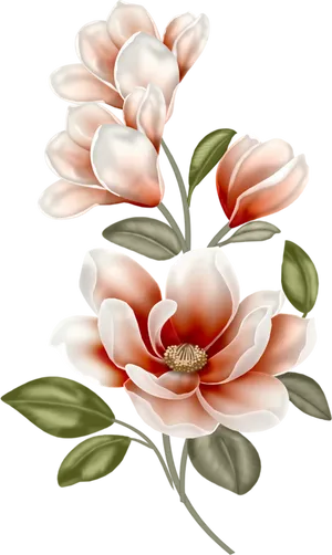 Elegant Magnolia Blossoms PNG Image