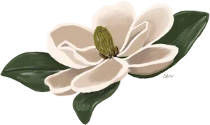 Elegant Magnolia Illustration PNG Image