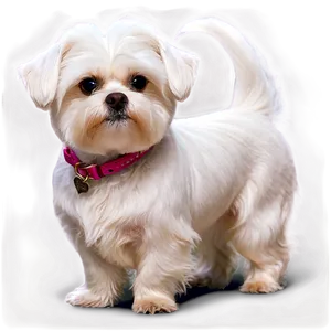 Elegant Maltese Show Dog Png Afx PNG Image