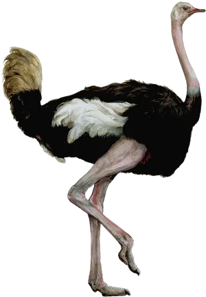 Elegant Ostrich Standing PNG Image