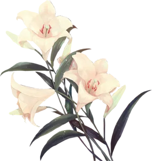 Elegant_ Pale_ Lilies_ Artwork PNG Image