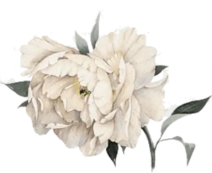 Elegant Peony Watercolor PNG Image