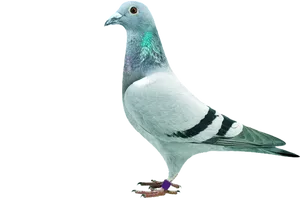 Elegant Pigeon Standing PNG Image