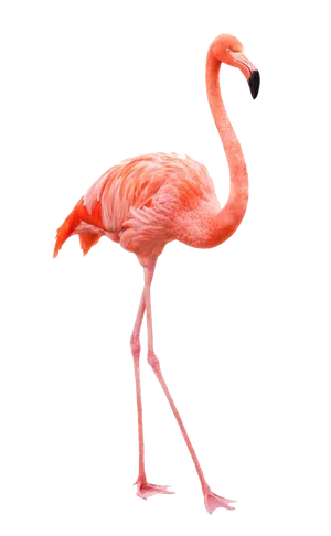 Elegant Pink Flamingo Standing PNG Image