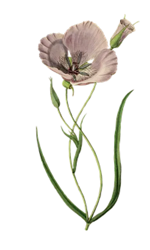 Elegant Pink Poppy Illustration PNG Image