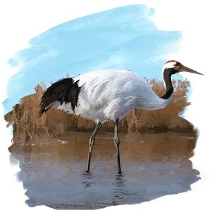 Elegant Red Crowned Crane Wading Water PNG Image