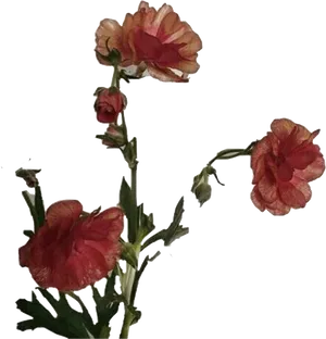 Elegant_ Red_ Flowers_ Against_ Black_ Background.jpg PNG Image