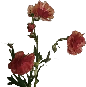 Elegant Red Hollyhocks Black Background PNG Image