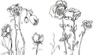 Elegant Rose Sketches PNG Image