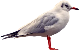 Elegant Seagull Standing PNG Image