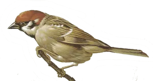 Elegant Sparrow Illustration PNG Image