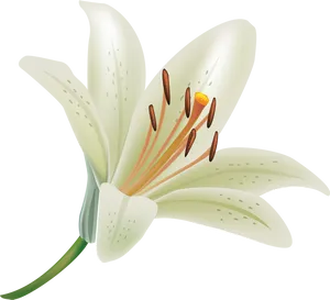 Elegant White Lily Vector PNG Image