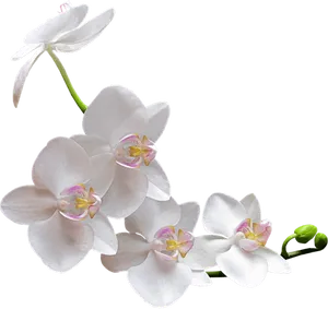 Elegant_ White_ Orchid_ Branch.png PNG Image