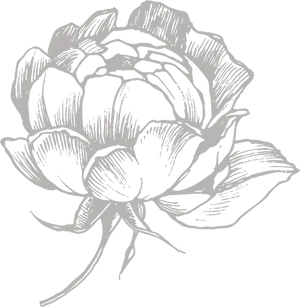 Elegant White Peony Sketch PNG Image