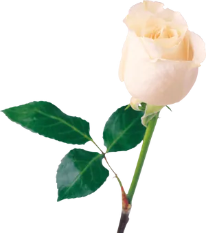 Elegant White Rose Black Background PNG Image