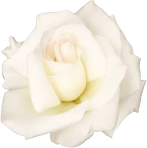 Elegant White Roseon Black Background PNG Image