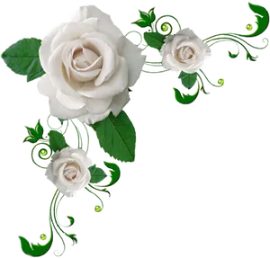 Elegant White Roses Artistic Design PNG Image