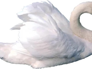 Elegant White Swan Graceful Pose PNG Image