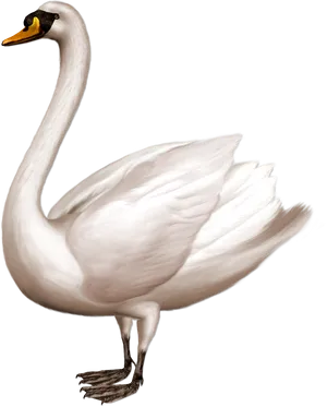 Elegant White Swan Illustration.png PNG Image