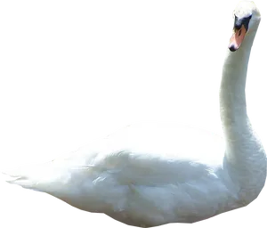 Elegant White Swan Profile PNG Image