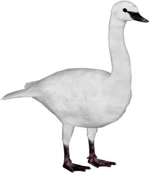 Elegant White Swan Standing PNG Image