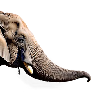 Elephant Trunk Png 06262024 PNG Image