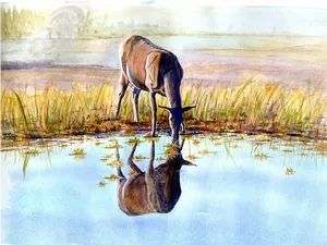 Elk Reflection Yellowstone Watercolor PNG Image