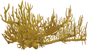 Elkhorn Coral Structure PNG Image