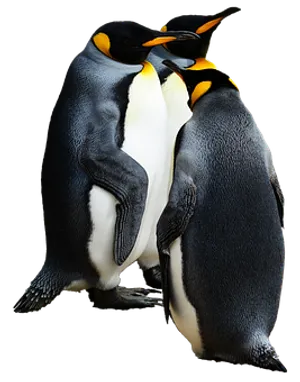 Emperor Penguins Bonding.jpg PNG Image